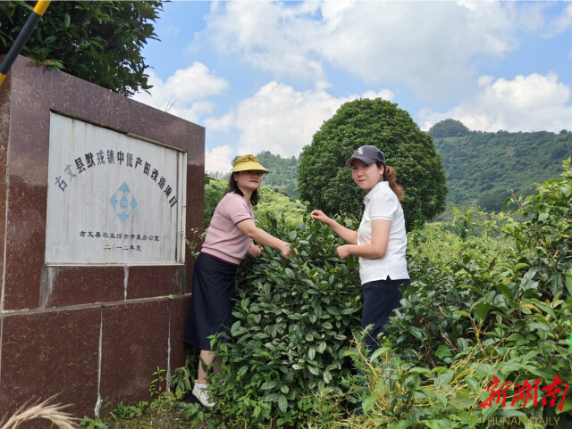 知识下乡 文化赋能 助力乡村振兴丨雷速体育社会学系新建“古丈茶文化田野规划教育实习基地”